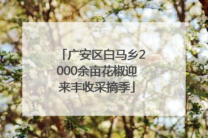 广安区白马乡2000余亩花椒迎来丰收采摘季